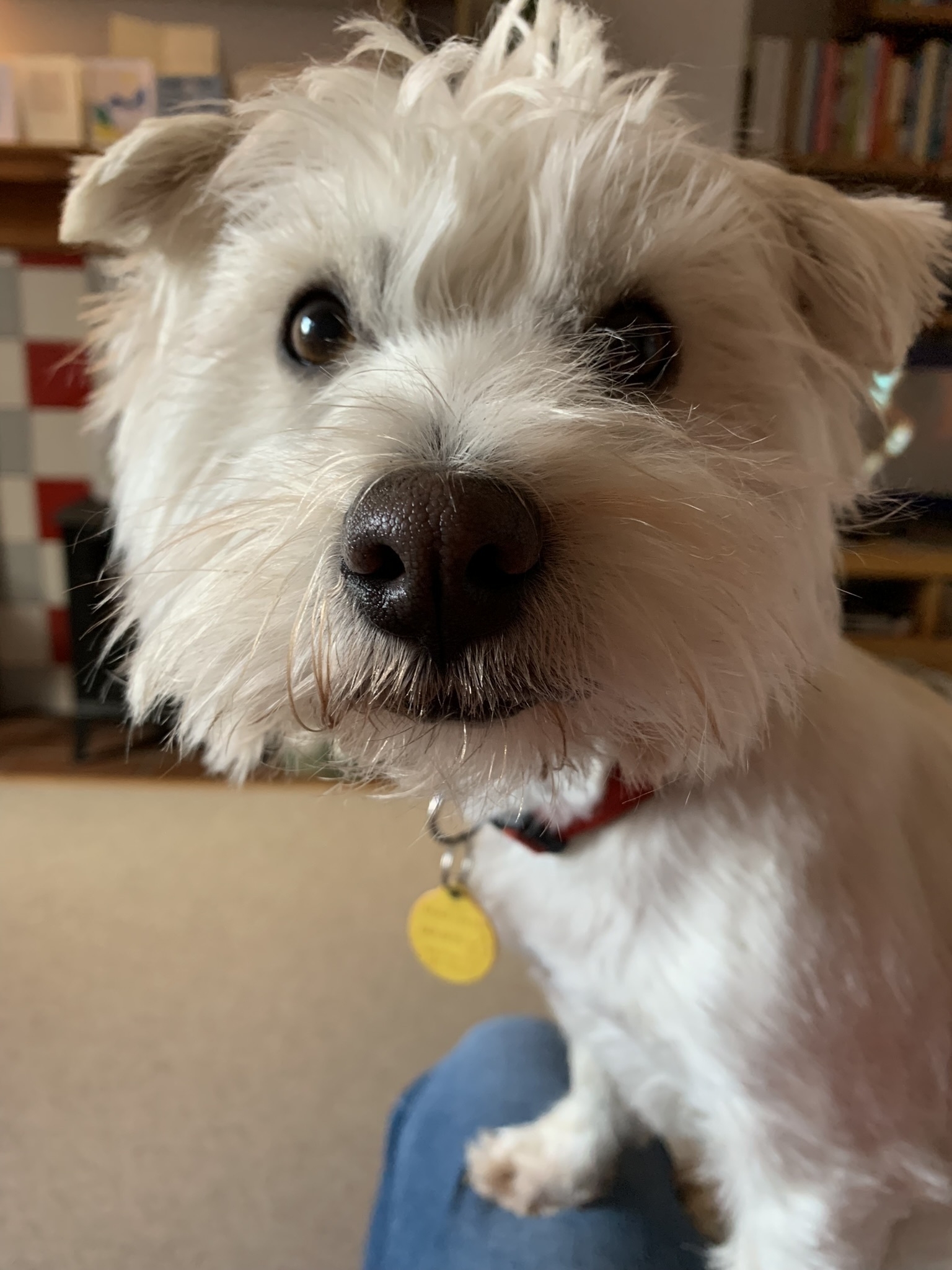 West Highland terrier looking into camera